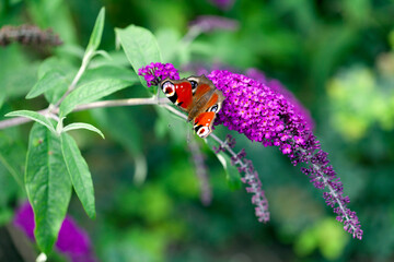 Close up of a beautiful 