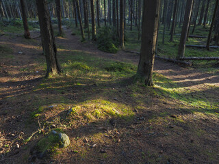 spruce trees in the forest at sunset