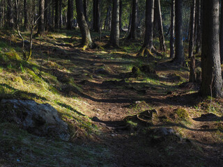 spruce trees in the forest at sunset