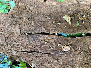 texture old tree bark closeup