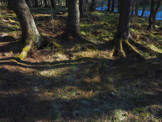 spruce trees in the forest at sunset