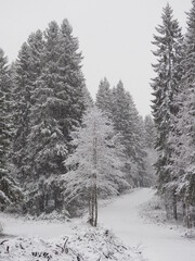 snow in the forest. winter