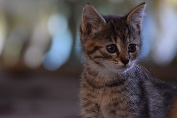 Fototapeta premium Katze 