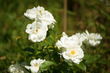 White climbing rose grows in the garden on a summer day.