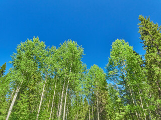 Fototapeta premium spruce trees in the forest at sunset