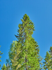 spruce trees in the forest at sunset