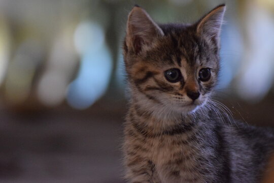 Katze 