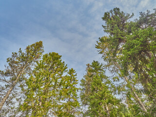 spruce trees in the forest at sunset