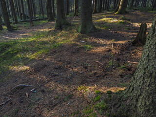 spruce trees in the forest at sunset