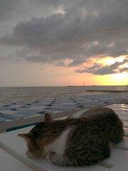 A cat looking at the sea.
