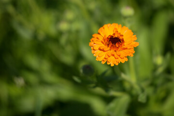 Calendula flower in the garden under the summer sun.