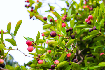 Obraz premium Karanda or carissa carandas Linn hanging on tree nature sky background