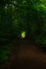 Obraz premium Deep green forest tunnel in rainy day