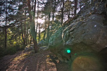 Felsformation im Wald