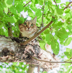 The frightened cat in the Apple tree. highly.