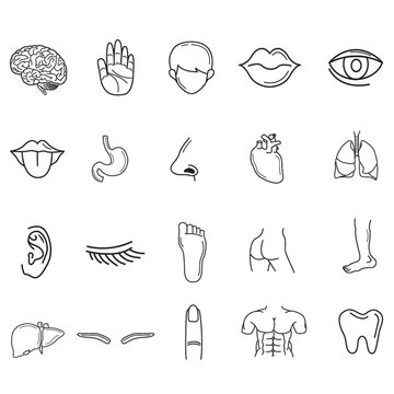 collection of human body parts
