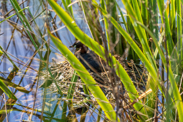 Little Grebe (tachybaptus ruficollis) in its nest in 