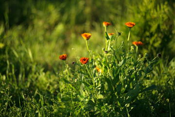 Fototapeta na wymiar Orange marigold flowers in the garden under the summer sun.