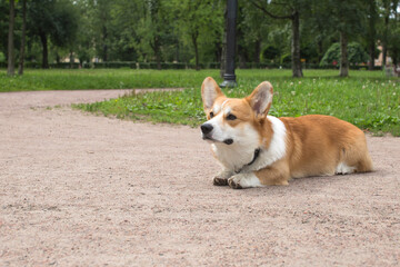The dog is lying in the park