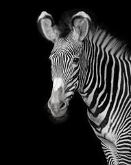 Fototapeta na wymiar Portrait of a grevy young zebra with black background