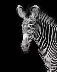 Poster Portret van een grevy jonge zebra met zwarte achtergrond © xyo33