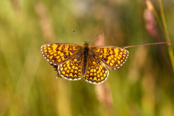 Heath fritillary butterfly with open wings. Mellicta athalia. León province, Spain.