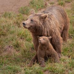 Mother and son of brown bear