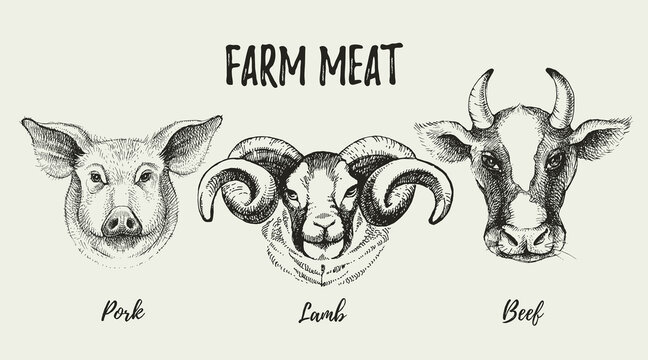 Hand drawn sketch farm animals heads portraits set. Vector black and white vintage illustration