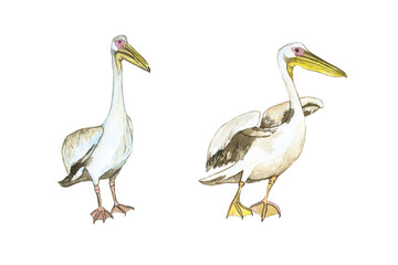 Two white pelican birds isolated on white background. Watercolor realistic hand drawing illustration of Pelecanus rufescens. Perfect for poster, print, cover, sticker.