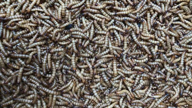 Abundance of worms as background texture 