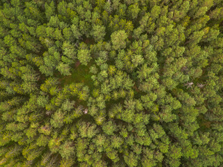 Green pine forest in the evening, aerial view