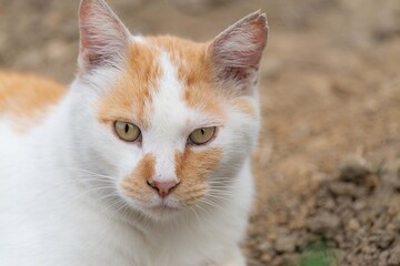 カメラ目線の猫ちゃん　　茶白猫