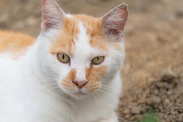 カメラ目線の猫ちゃん　　茶白猫