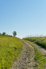 Obraz premium Feldweg