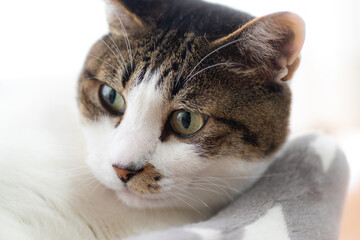 リラックス中　　　キジトラ猫