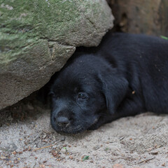 czarny labrador retriver, szczeniak leżący na piasku przy kamieniu