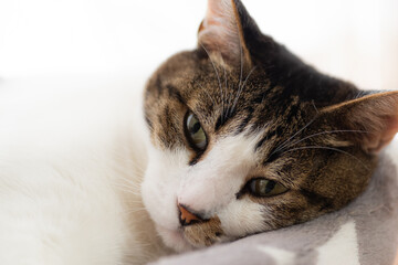 リラックス中　　　キジトラ猫