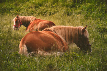 Pferde im Gras © GD schaarschmidt