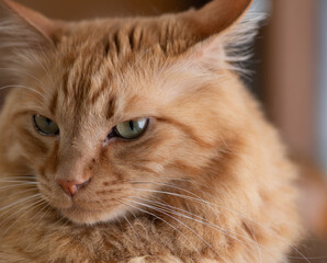 美しい猫　　茶トラ猫