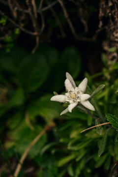 edelweiss flower in mountain landscape