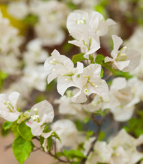 Ornamental white bougainville bush