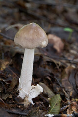 Edible mushroom Amanita vaginata in the beech forest. Known as grisette. Wild mushroom growing in the leaves.