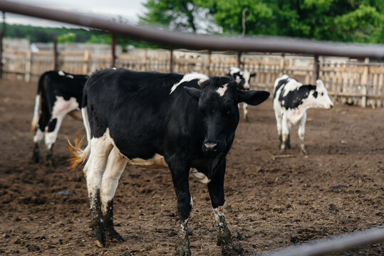 Raising cows for milk production on an industrial farm. Industrial farming farm . Animal husbandry and cow breeding