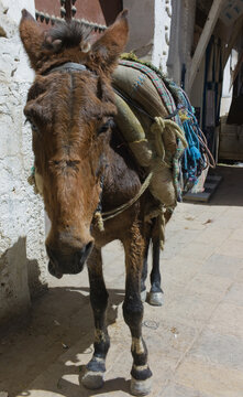 Lonely, pathetic and poorly cared donkey or mule with a thick colored cover standing in the burning sun without water in a street in Fez, Morocco