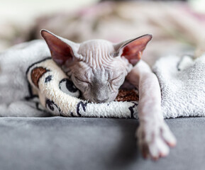 Cat sphinx without hair sleeping on the couch On a sunny day. Summer day concept