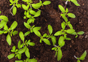 Tomato sprouts in dirt
