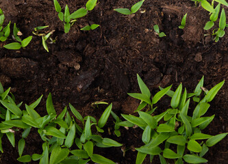 Pepper sprouts in dirt