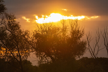 sunset over trees, the rays of the sun through the clouds