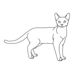 cat