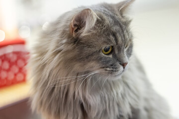 Naklejka na ściany i meble grey fluffy cat with green eyes close up